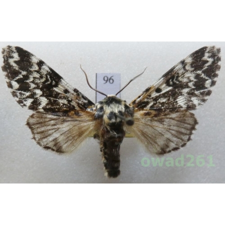 Panthea coenobita (Esper, 1785) male Czech96